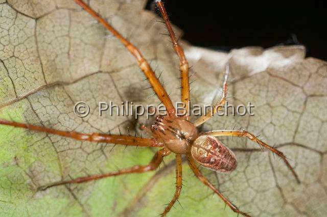 Tetragnathidae_0521.JPG - France, Araneae, Tetragnathidae (Metidae), Araignée, Méta (Metellina mengei), mâle, Lesser garden spider